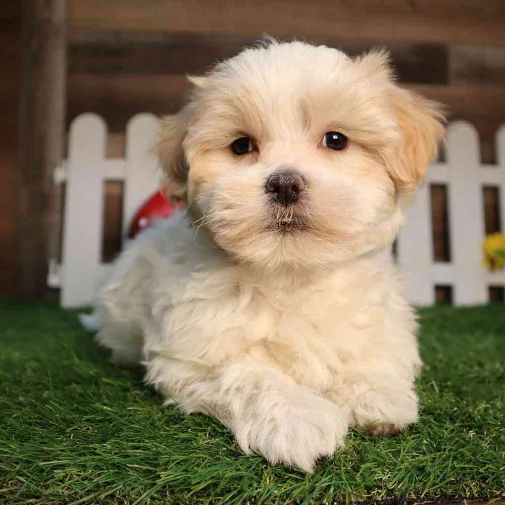 Female Lhasa Maltese Puppy for Sale in Blaine, MN