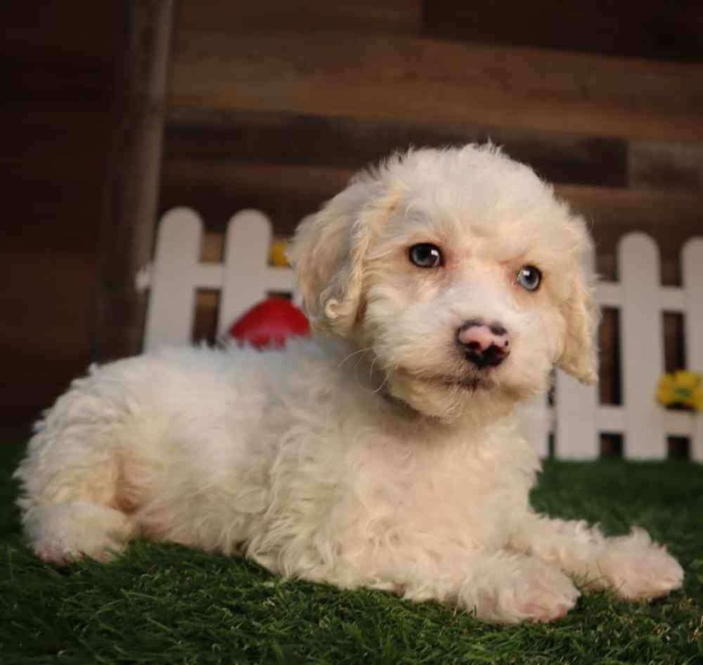 Male Shipoo Puppy for Sale in Blaine, MN