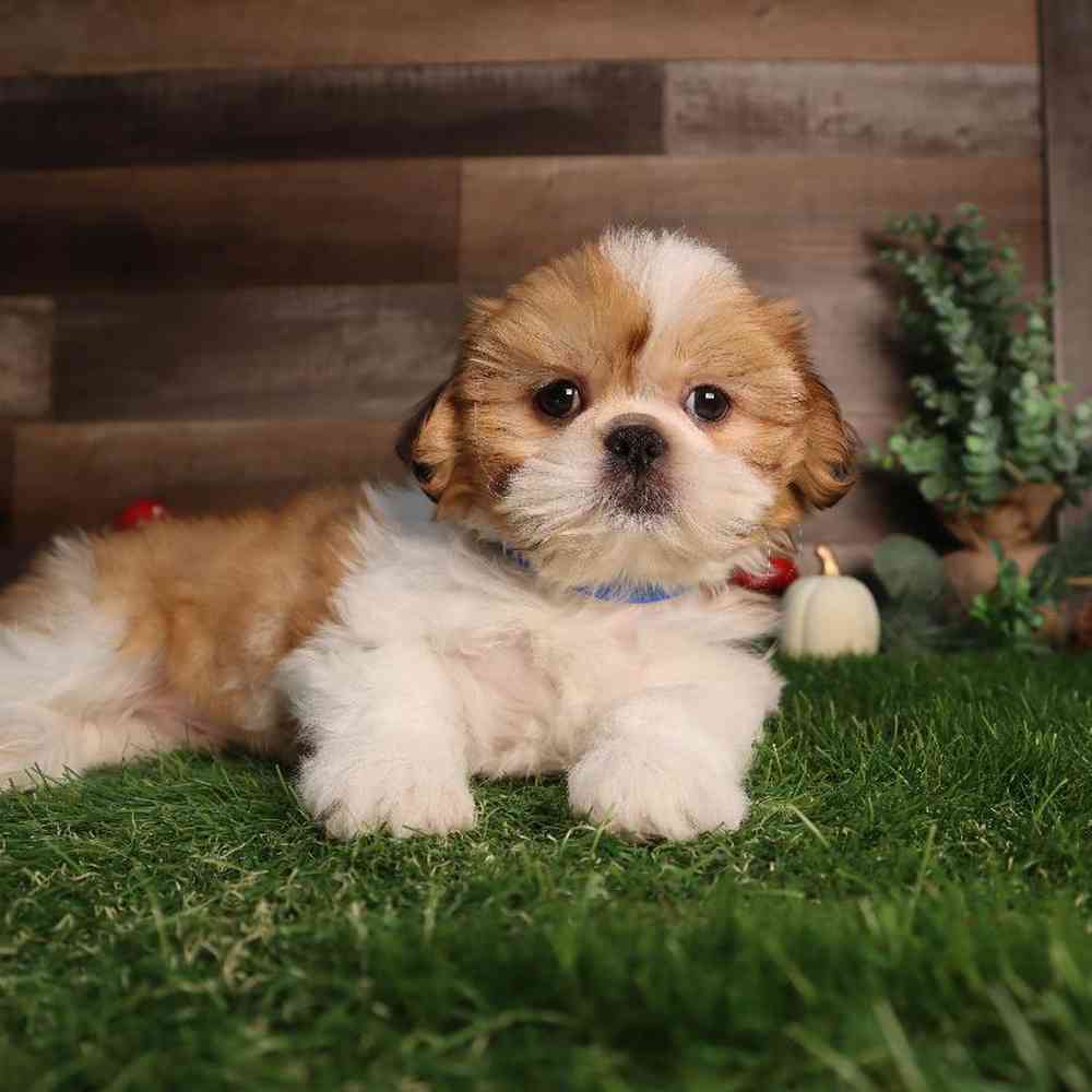 carousel pet images