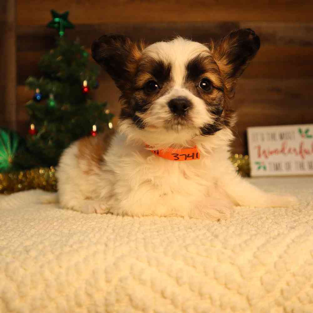 carousel pet images