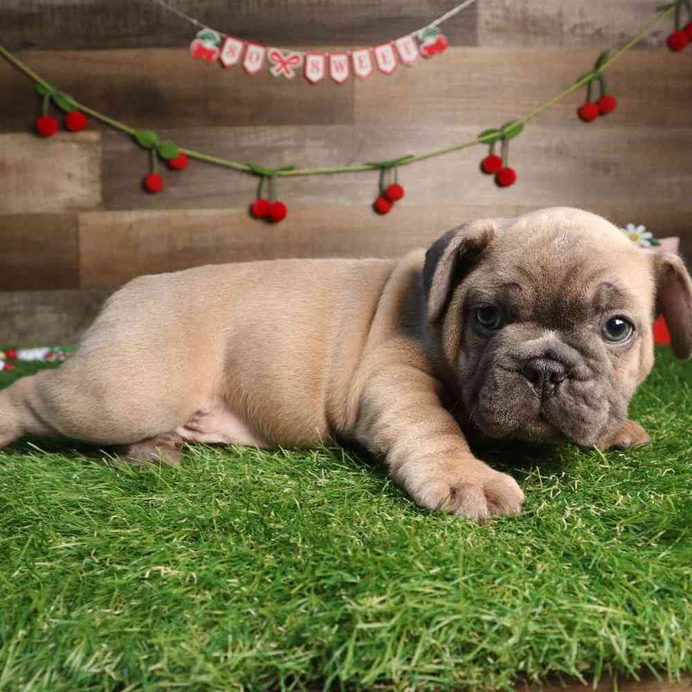 Male French Bulldog Puppy for Sale in Blaine, MN