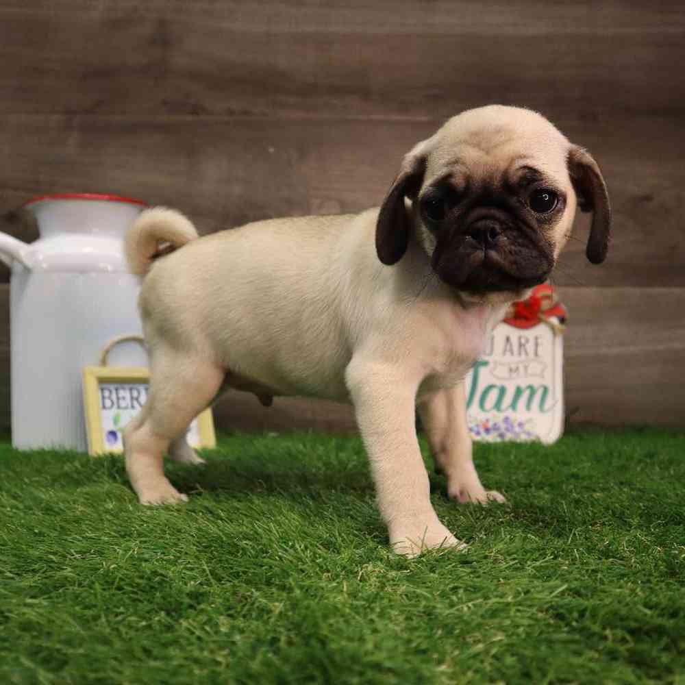 carousel pet images