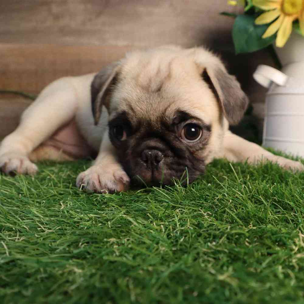 carousel pet images