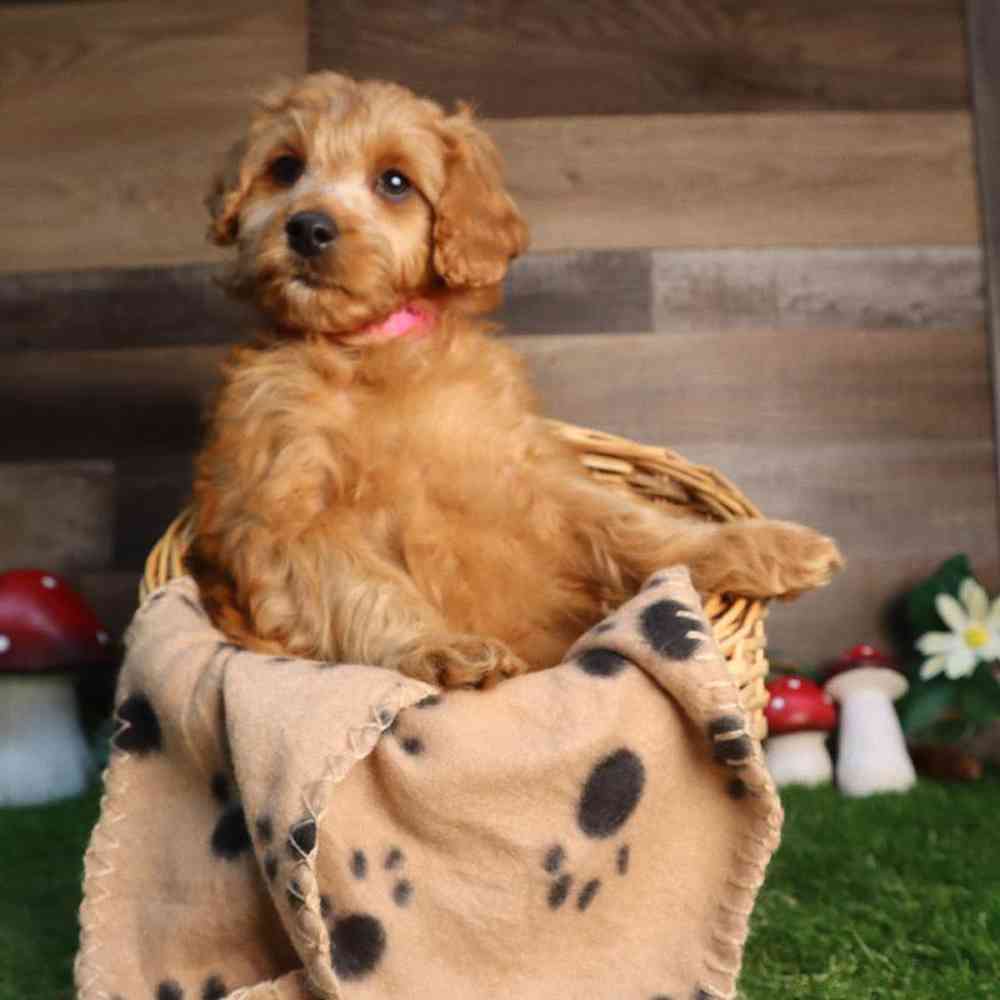 carousel pet images
