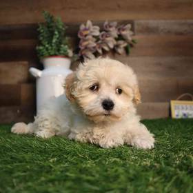 Maltipoo