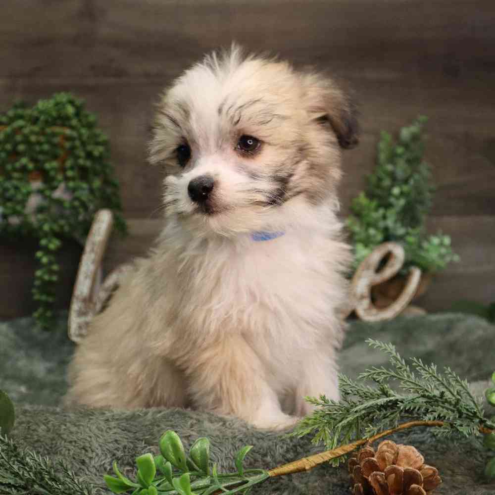 carousel pet images