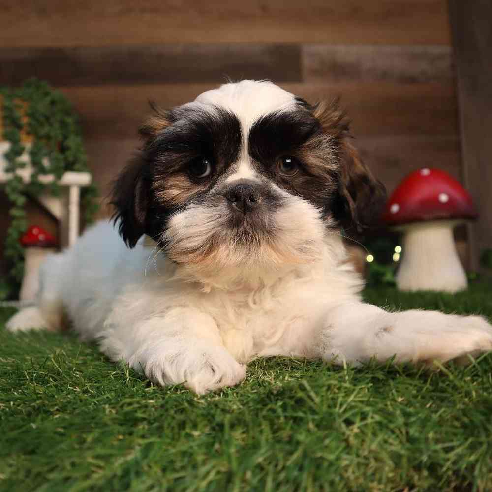 carousel pet images