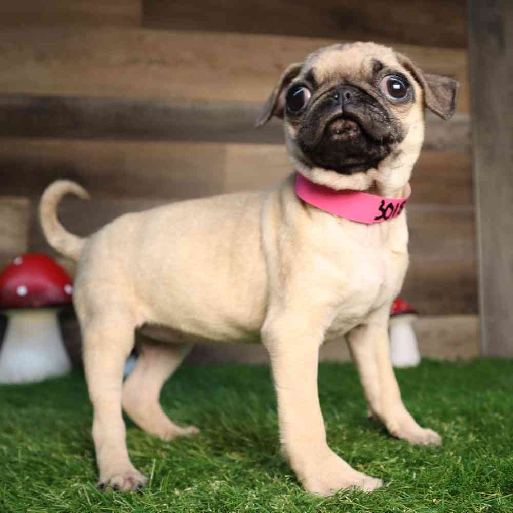 carousel pet images