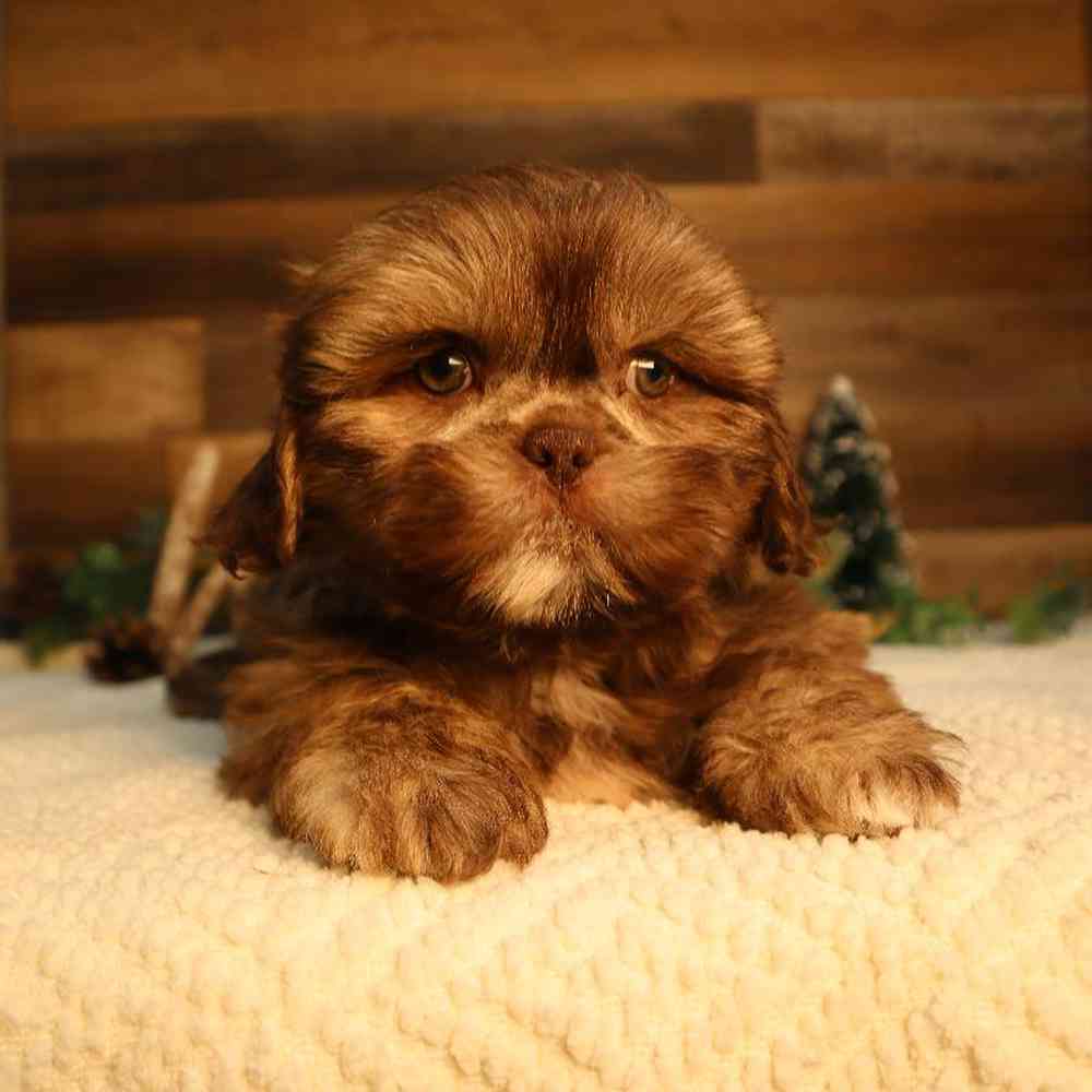 carousel pet images