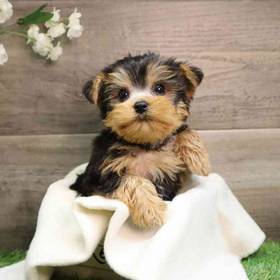 Yorkshire Terrier