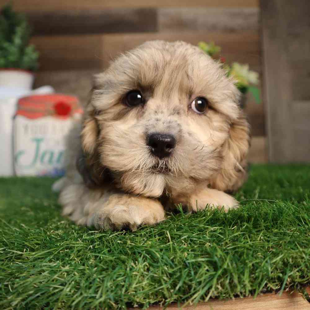 carousel pet images