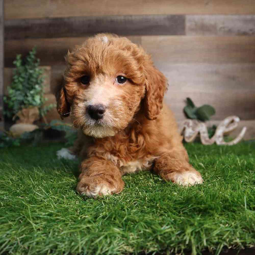 carousel pet images
