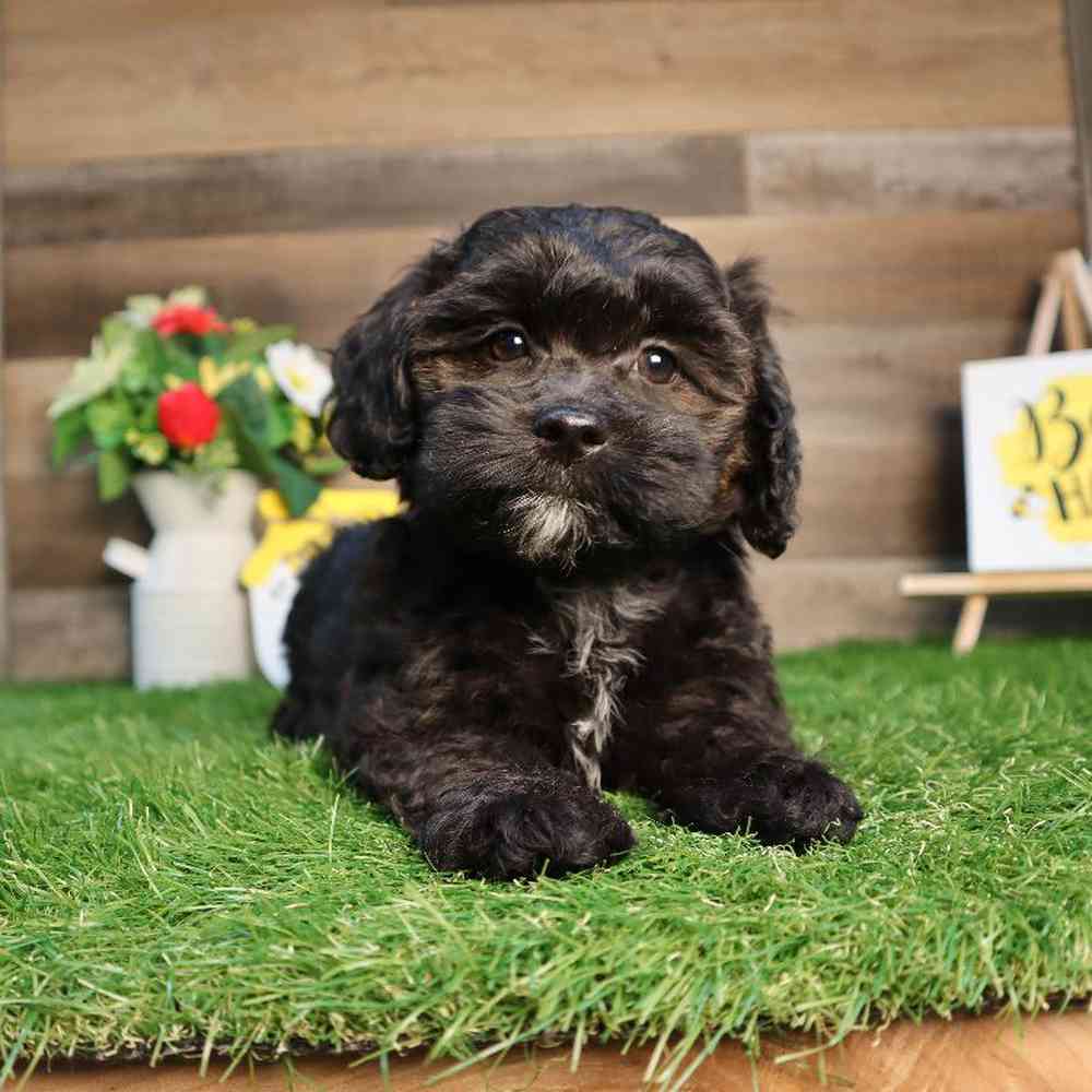 Shipoo Puppy for sale - Four Paws and a Tail