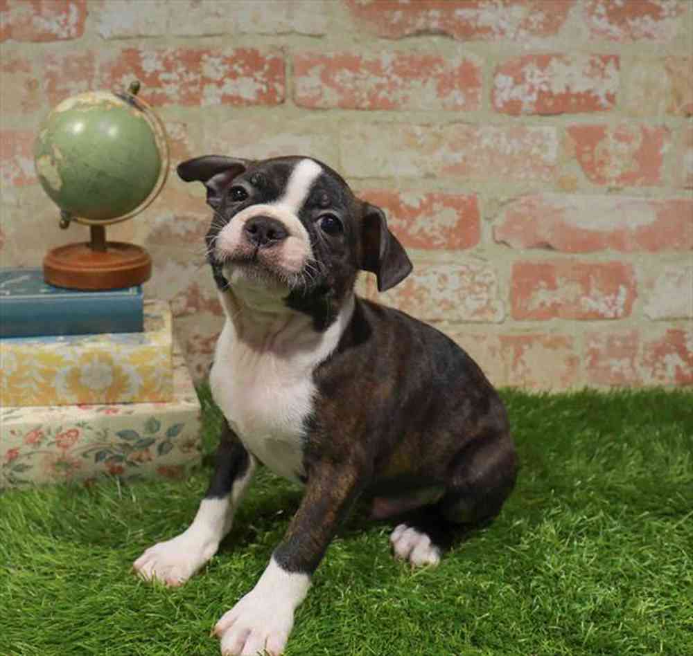 carousel pet images