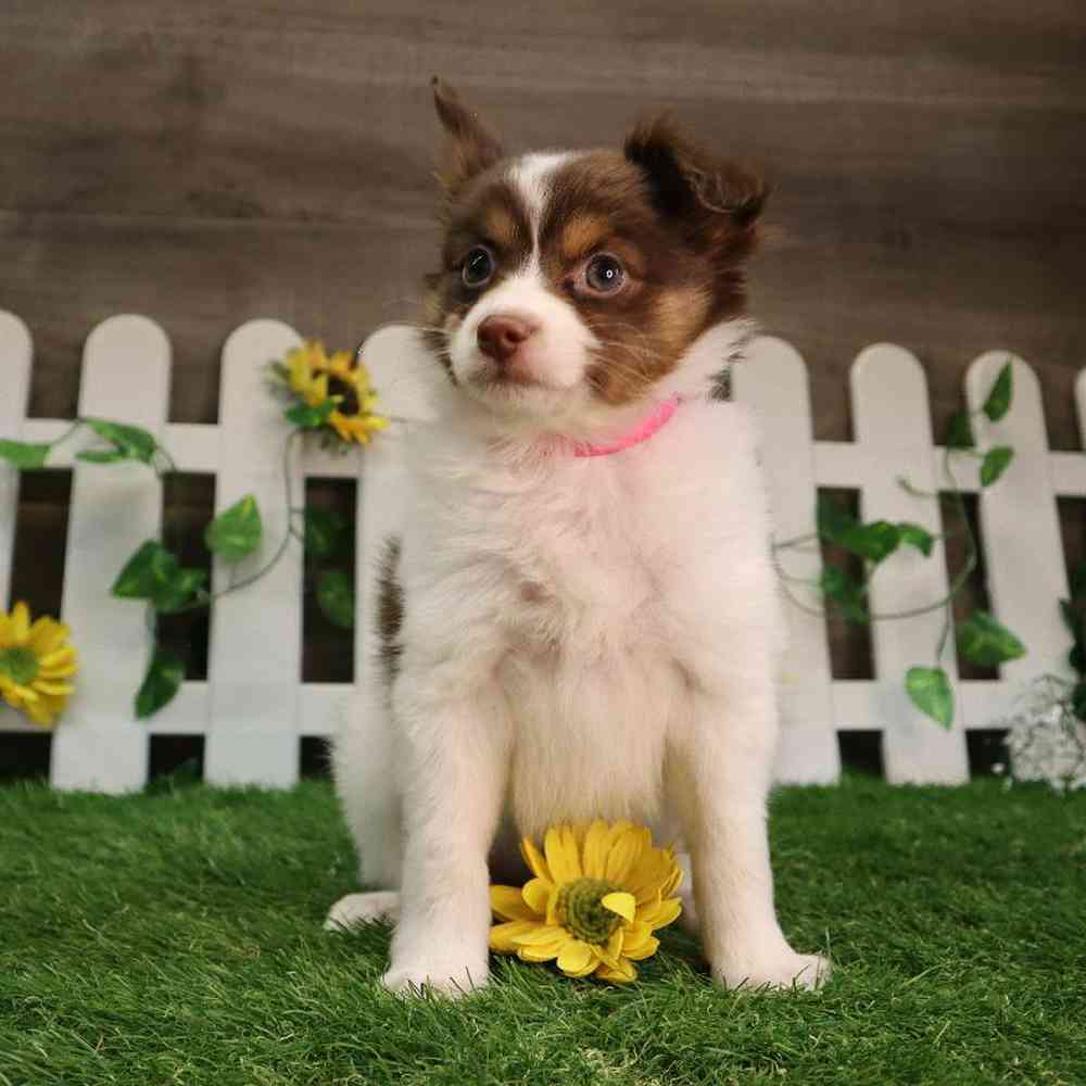 carousel pet images