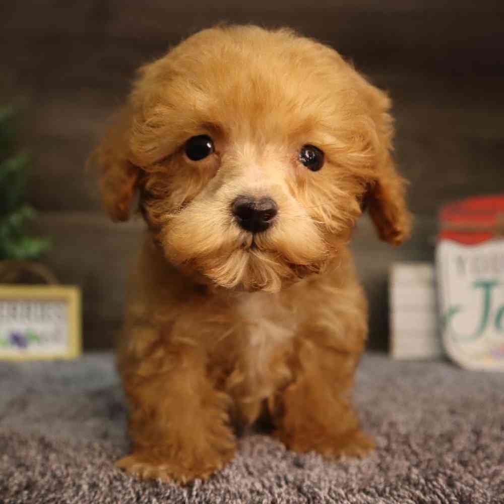 carousel pet images