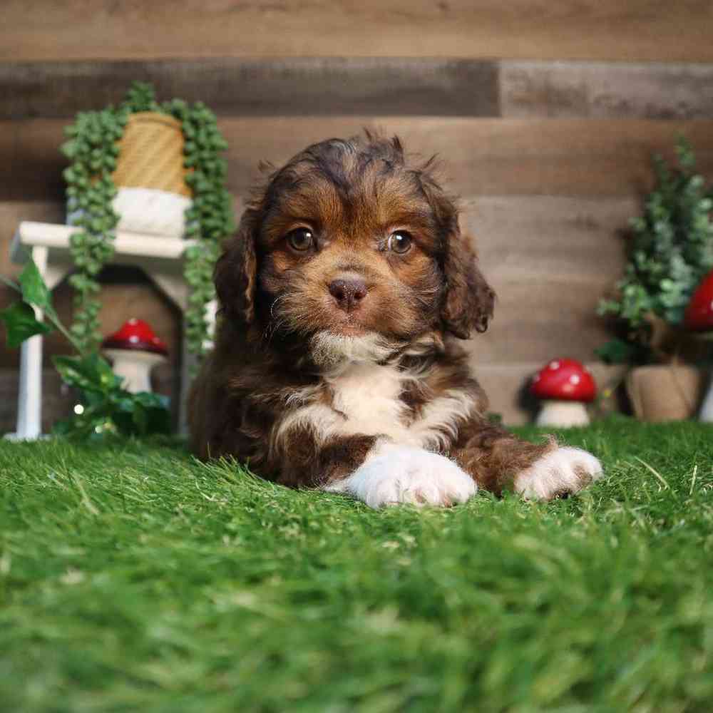 carousel pet images