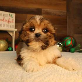Teddy Bear