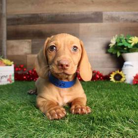 Dachshund