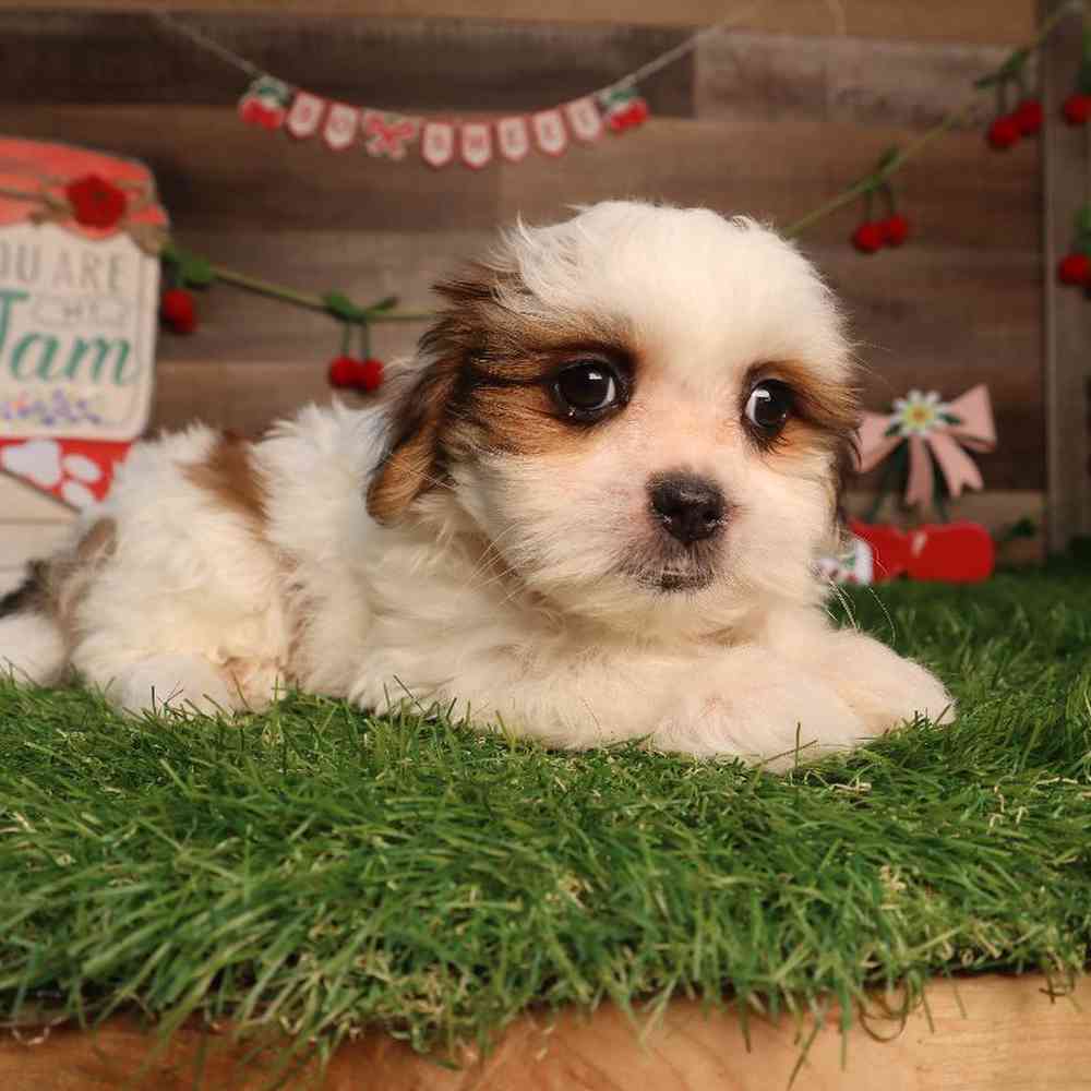 carousel pet images