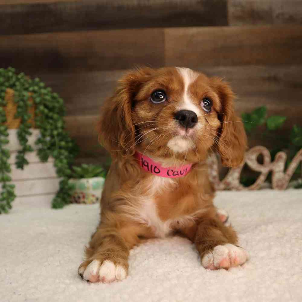 Female Cavalier King Charles Spaniel Puppy for Sale in Blaine, MN