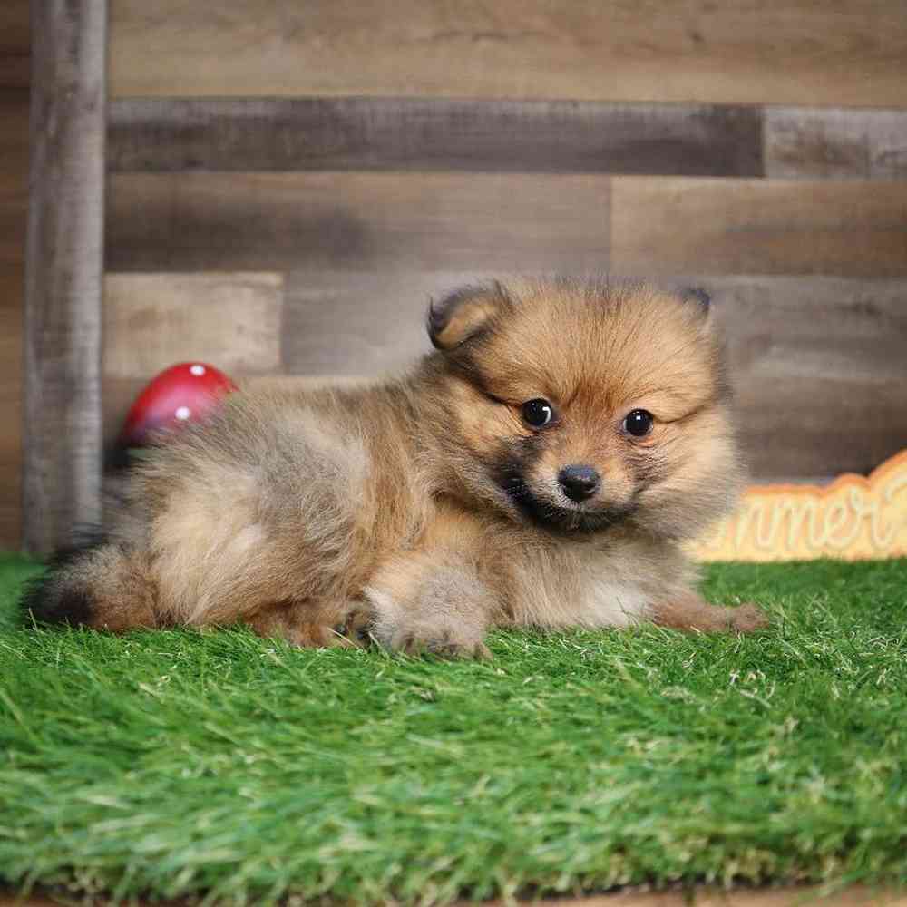 carousel pet images