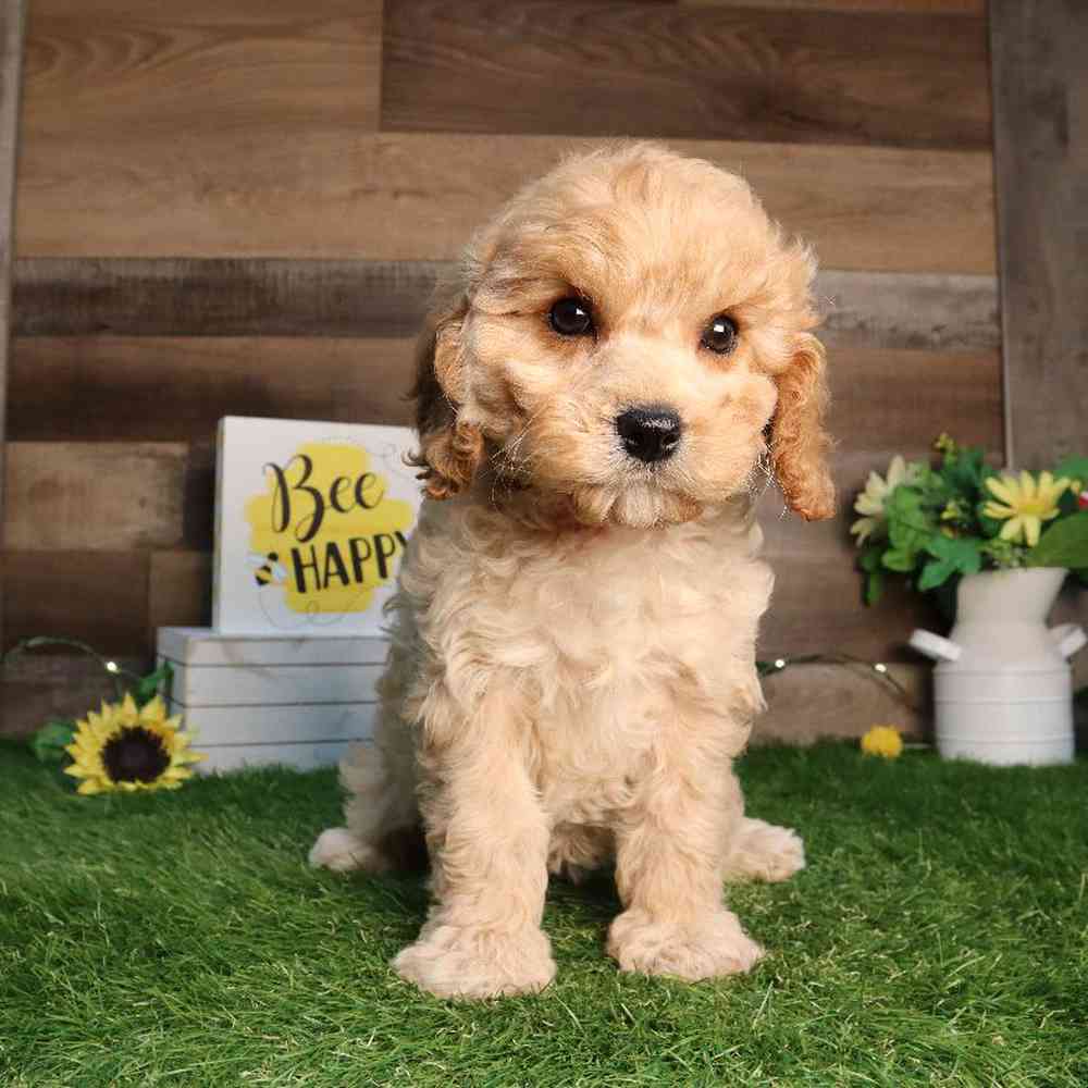 Female Cavapoo Puppy for Sale in Blaine, MN