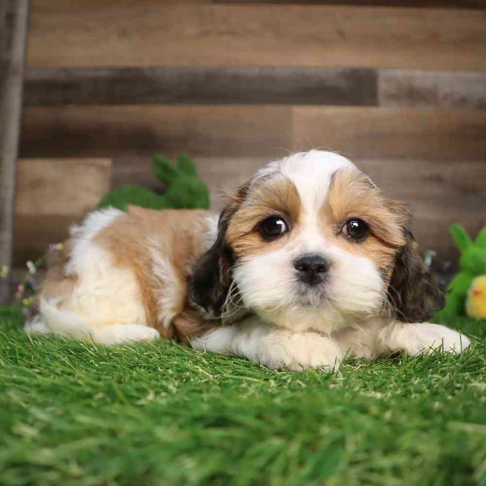 Female Teddy Bear Puppy for Sale in Blaine, MN