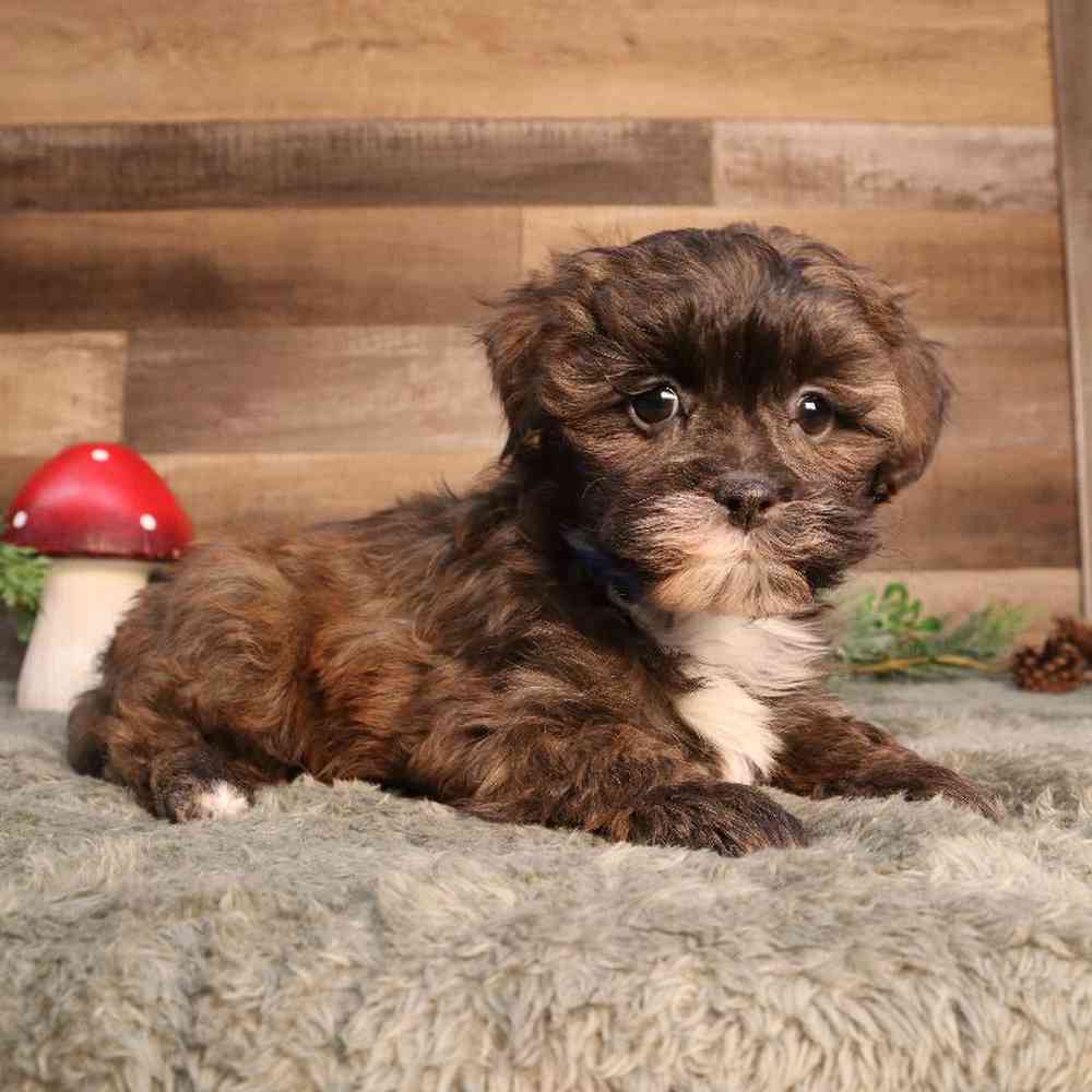 Shipoo Puppy for sale - Four Paws and a Tail