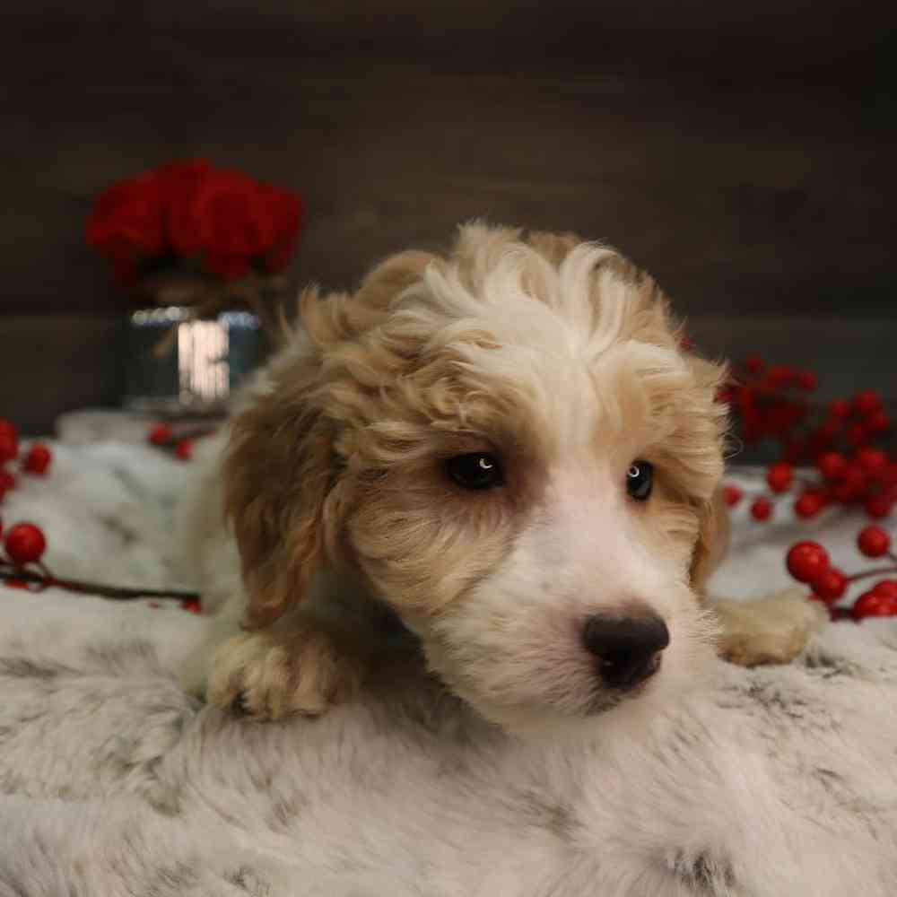 carousel pet images