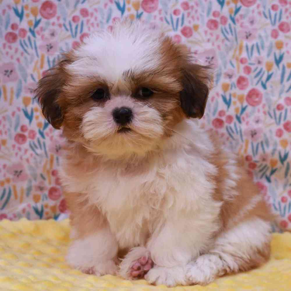 Female Teddy Bear Puppy for sale