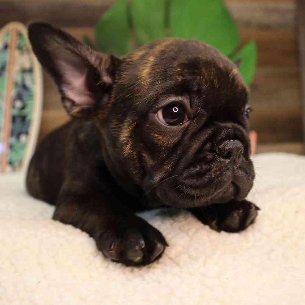 Male French Bulldog Puppy for Sale in Blaine, MN