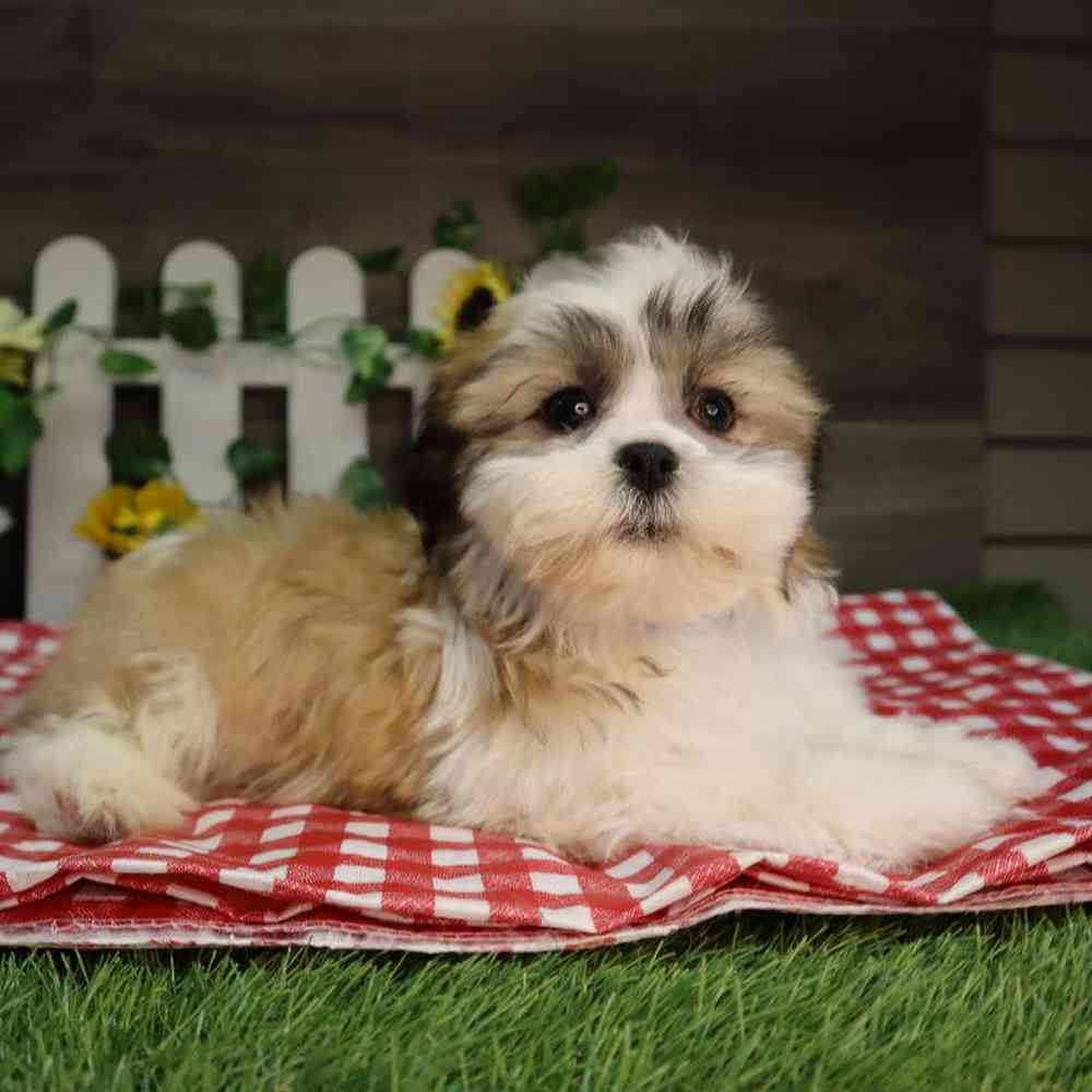 carousel pet images