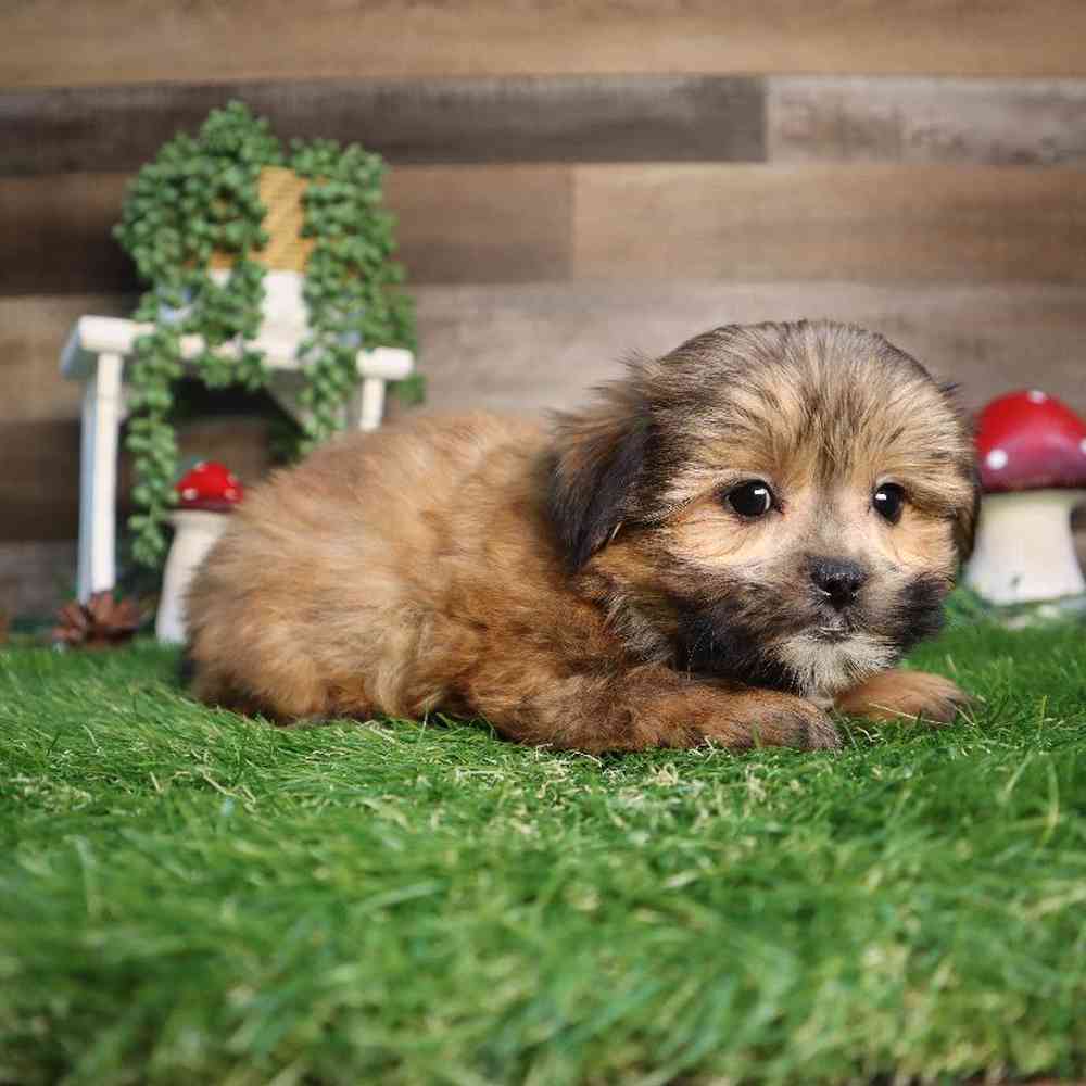 carousel pet images