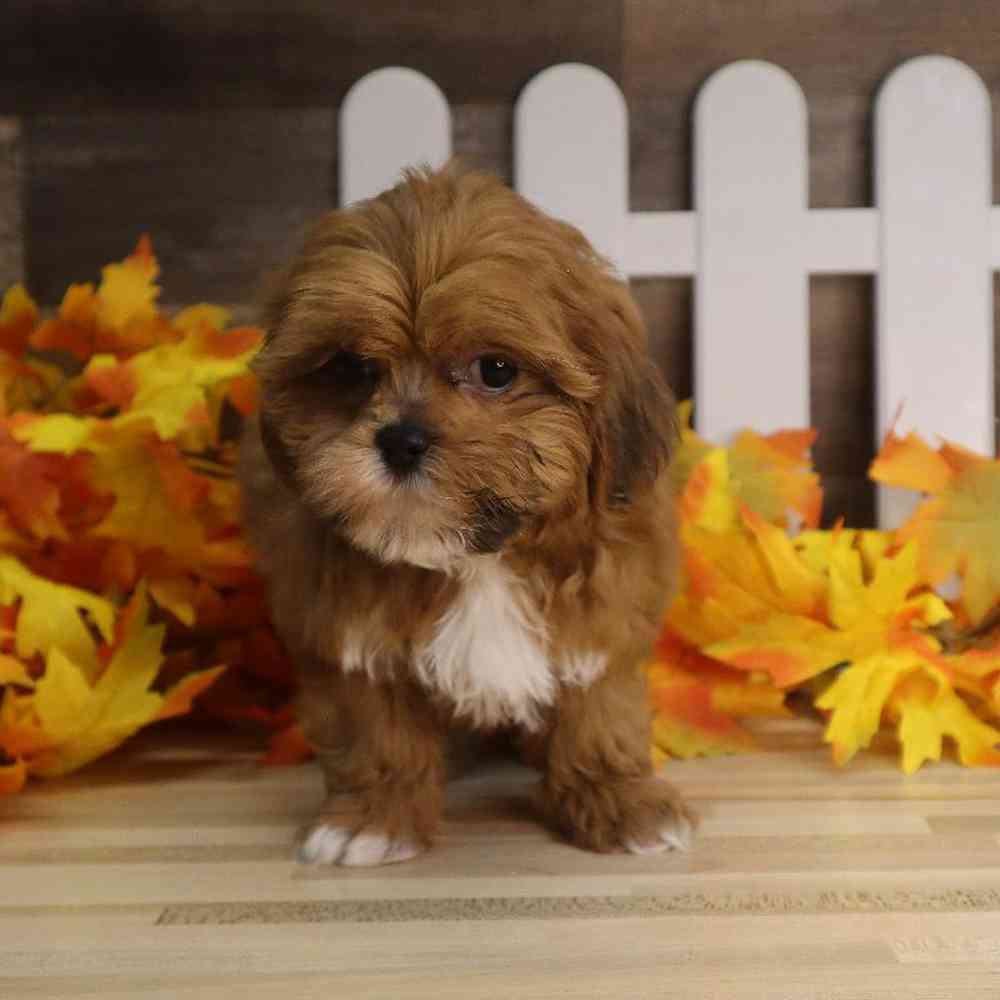 Female Teddy Poo Puppy for sale