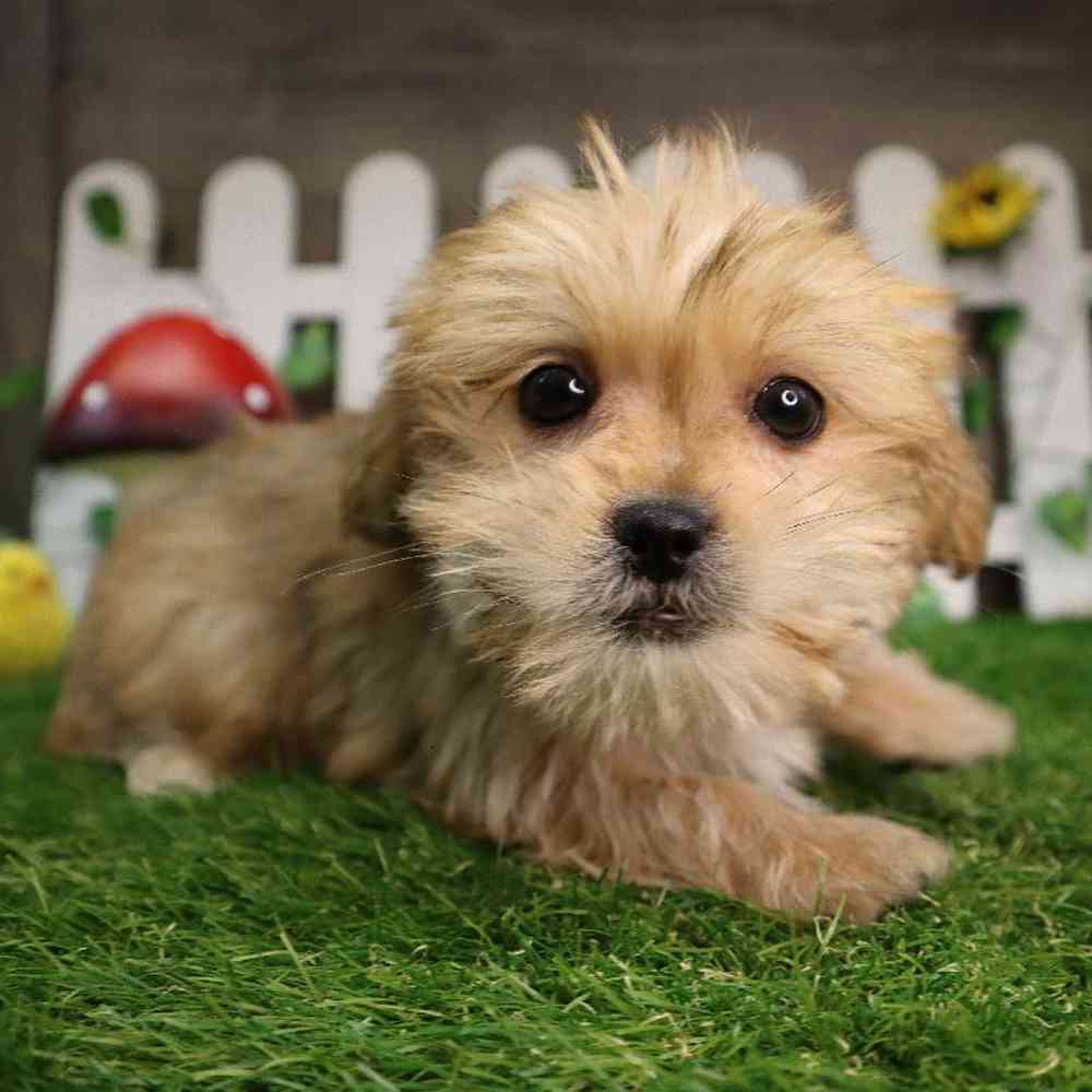 Male Shorkie Puppy for Sale in Blaine, MN