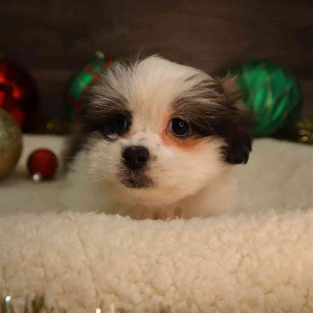 carousel pet images