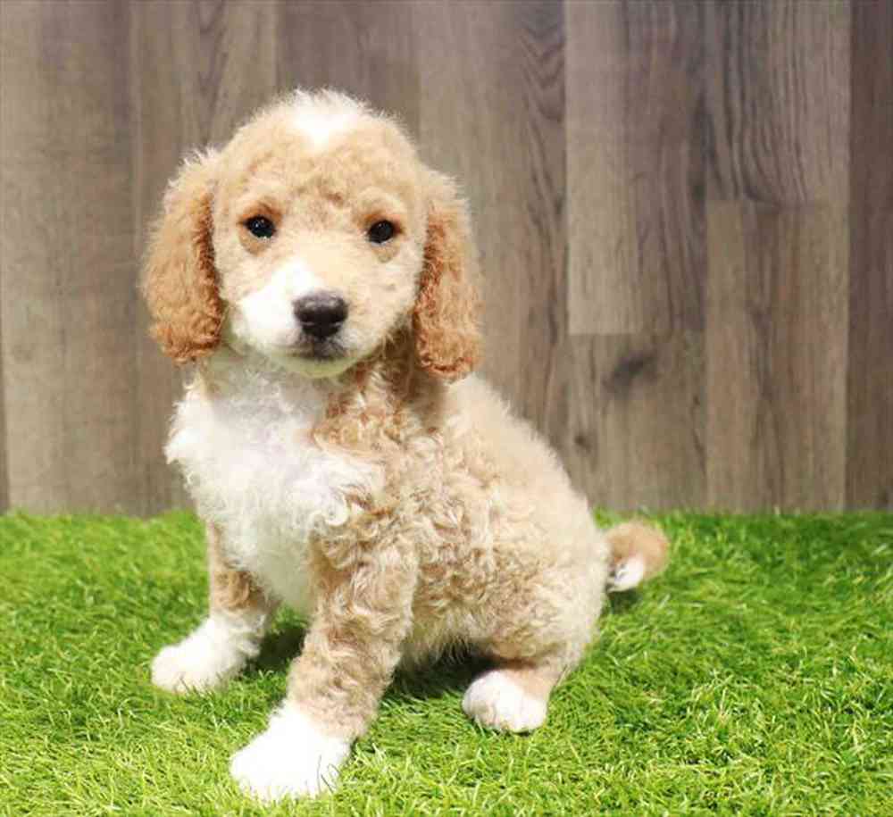 carousel pet images