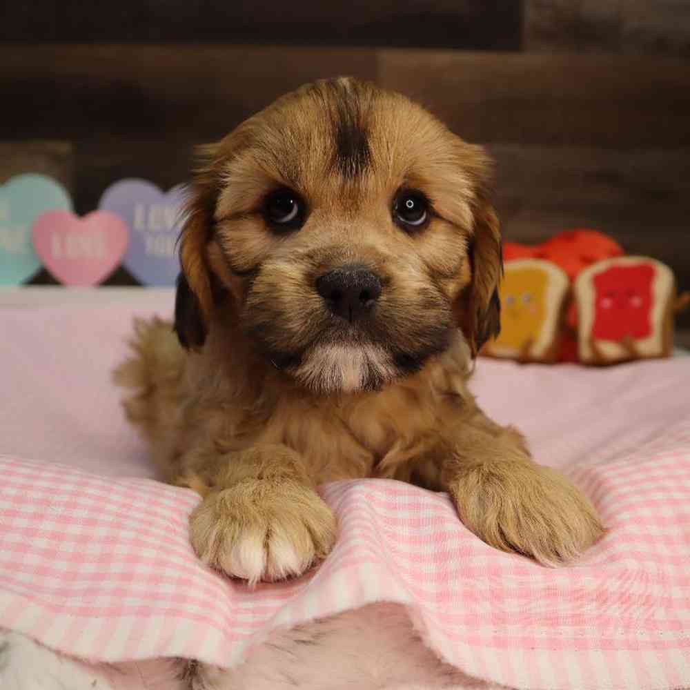 Male Cavapoo Puppy for Sale in Blaine, MN