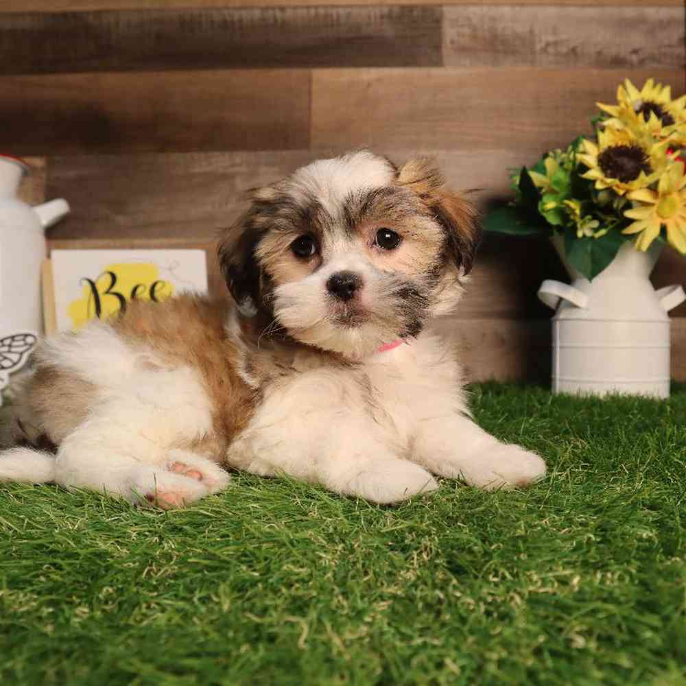 carousel pet images