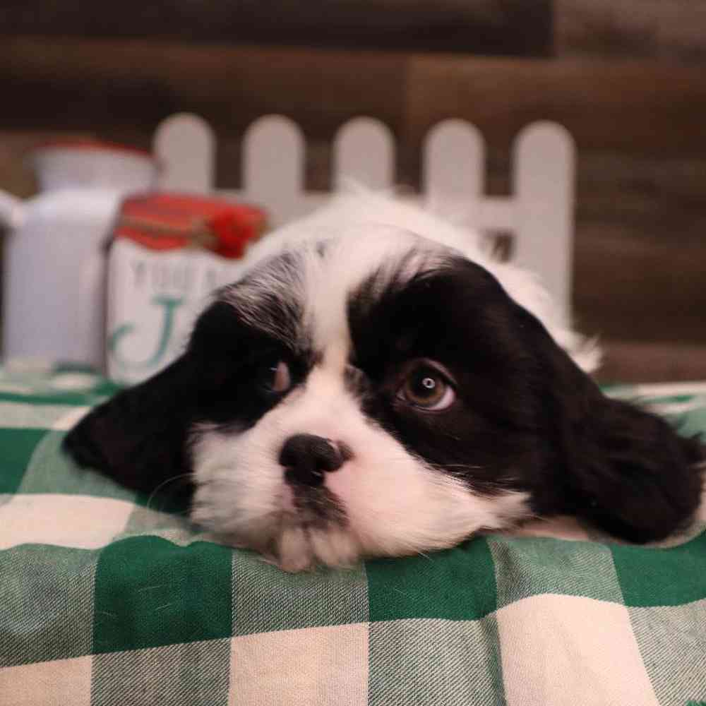 carousel pet images