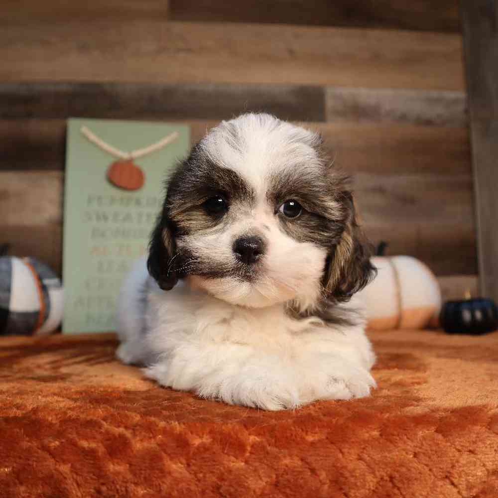 carousel pet images