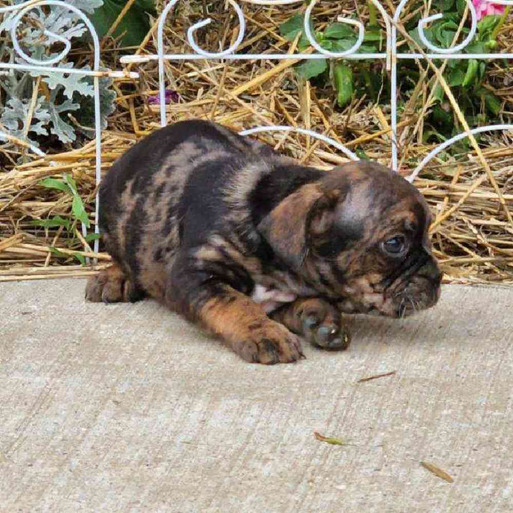 Unknown Frenchton Puppy for sale