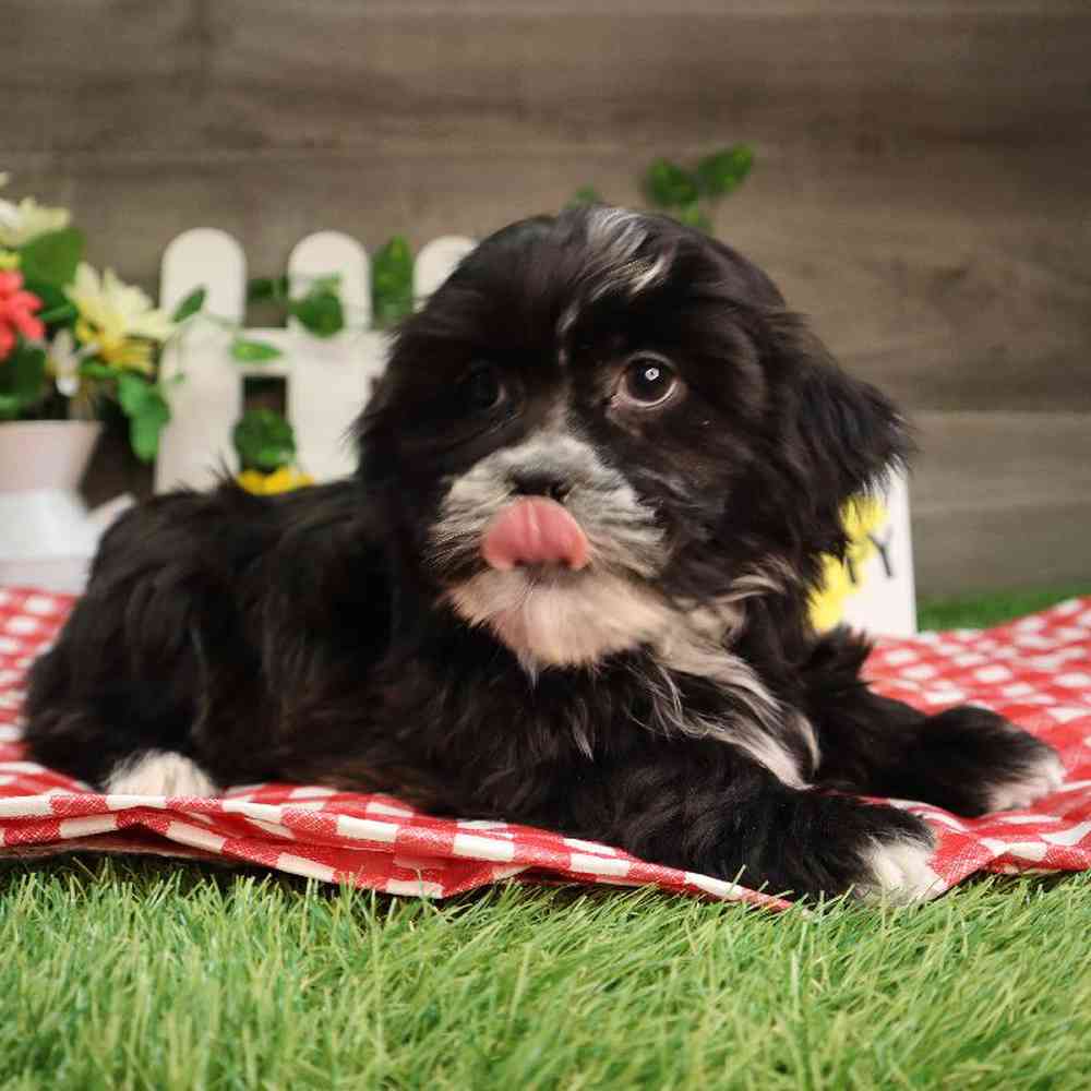 carousel pet images