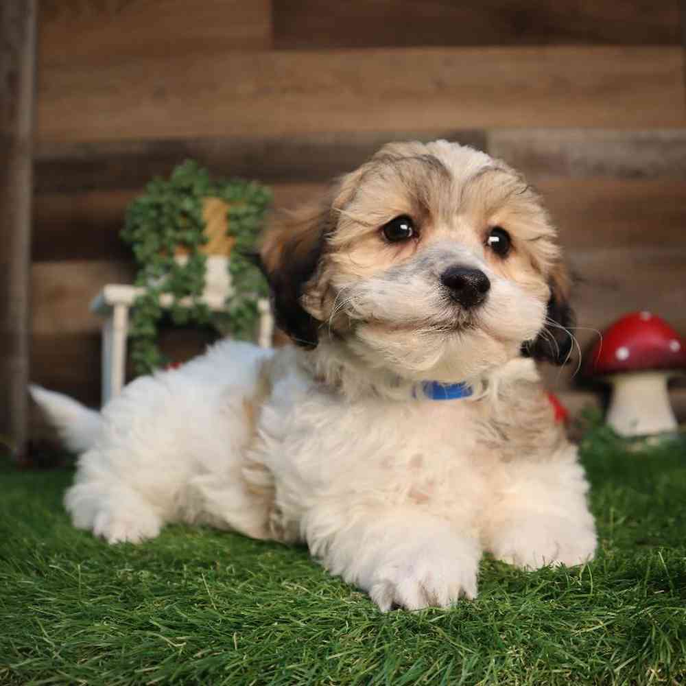 Male Teddy Bear Puppy for Sale in Blaine, MN