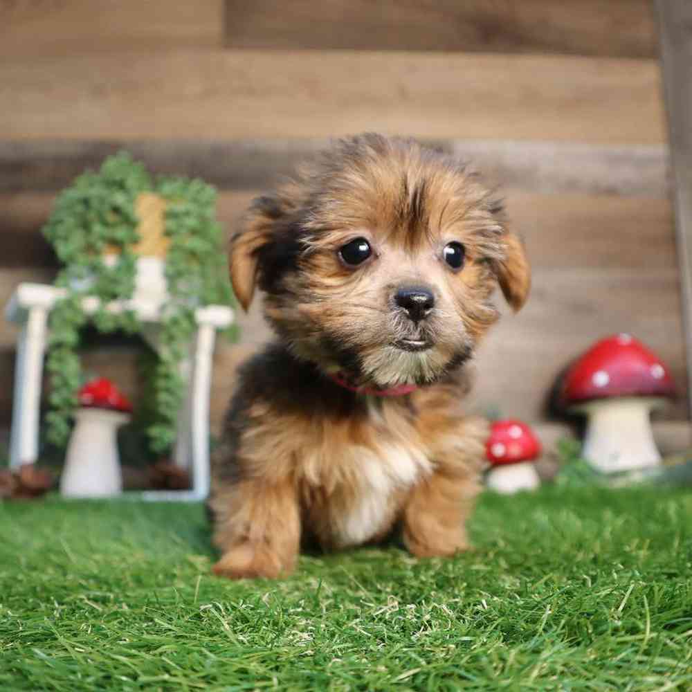 carousel pet images