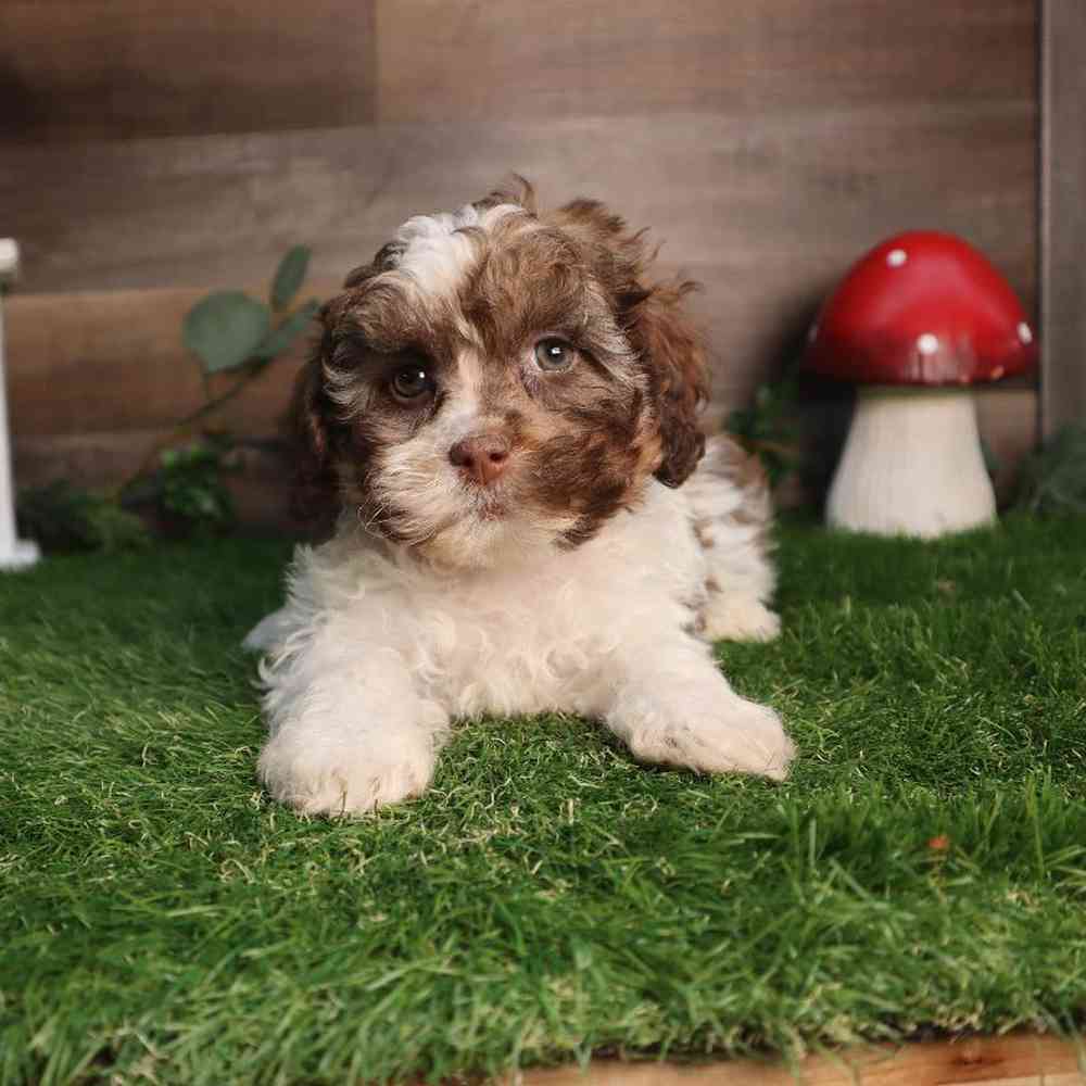 carousel pet images