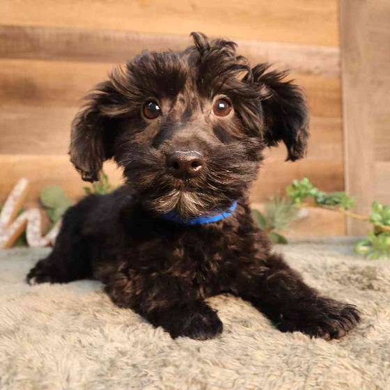 Yorkie-Poo Puppy for sale - Four Paws and a Tail