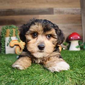 Teddy Yorkie