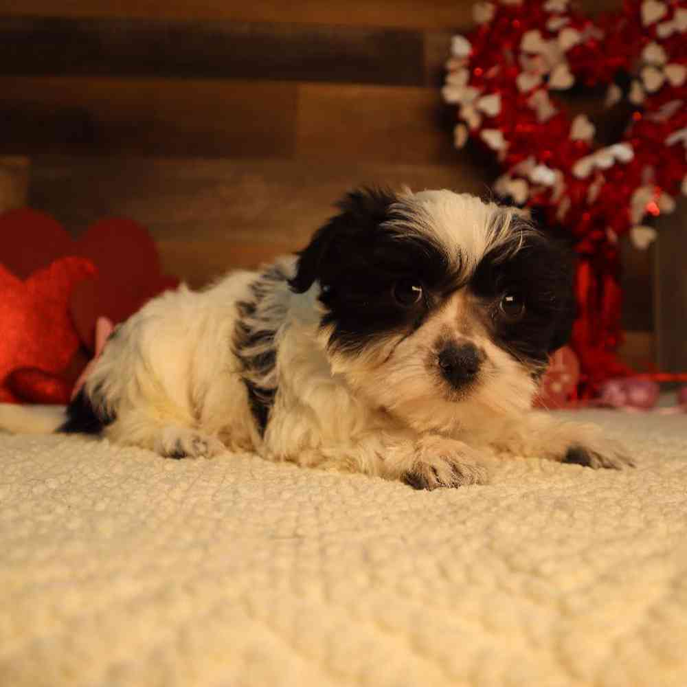 carousel pet images